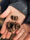 Acorn Ã¢â¬ÅHatsÃ¢â¬Â